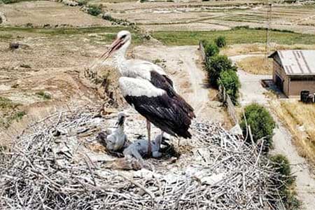 الگن وسعید  بهانه ای شد تا با لک لک ها  آشنا شوم