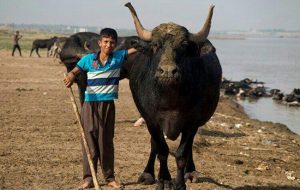 چیز‌هایی که از گاومیش‌های خوزستان نمی‌دانید