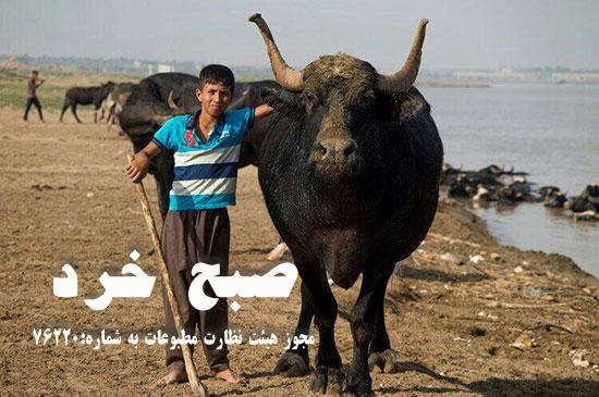 چیز‌هایی که از گاومیش‌های خوزستان نمی‌دانید