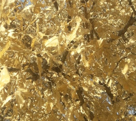 درختان بلوط هزار ساله سرتنگ سپو در کهگیلویه ایستاده می میرند! درختان بلوط هزار ساله سرتنگ سپو در کهگیلویه ایستاده می میرند!