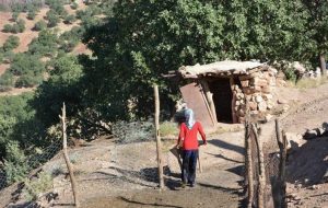 من به یک گاو هم راضی هستم/ خودکشی در دیشموک فاجعه‌ای ملی است