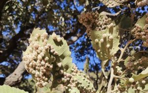 وقتی “گال” تنفس را از بلوط ها می گیرد