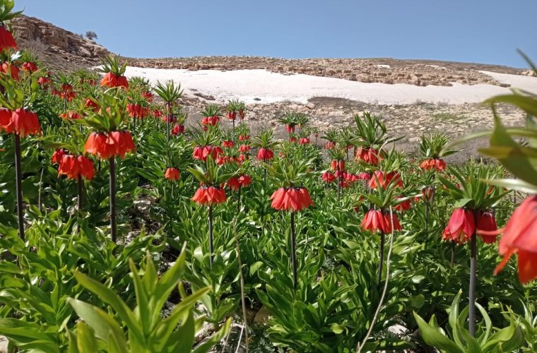 گزارش تصویری”صبح خرد” از “لاله های واژگون” کوه سیاه لنده گزارش تصویری”صبح خرد” از “لاله های واژگون” کوه سیاه لنده