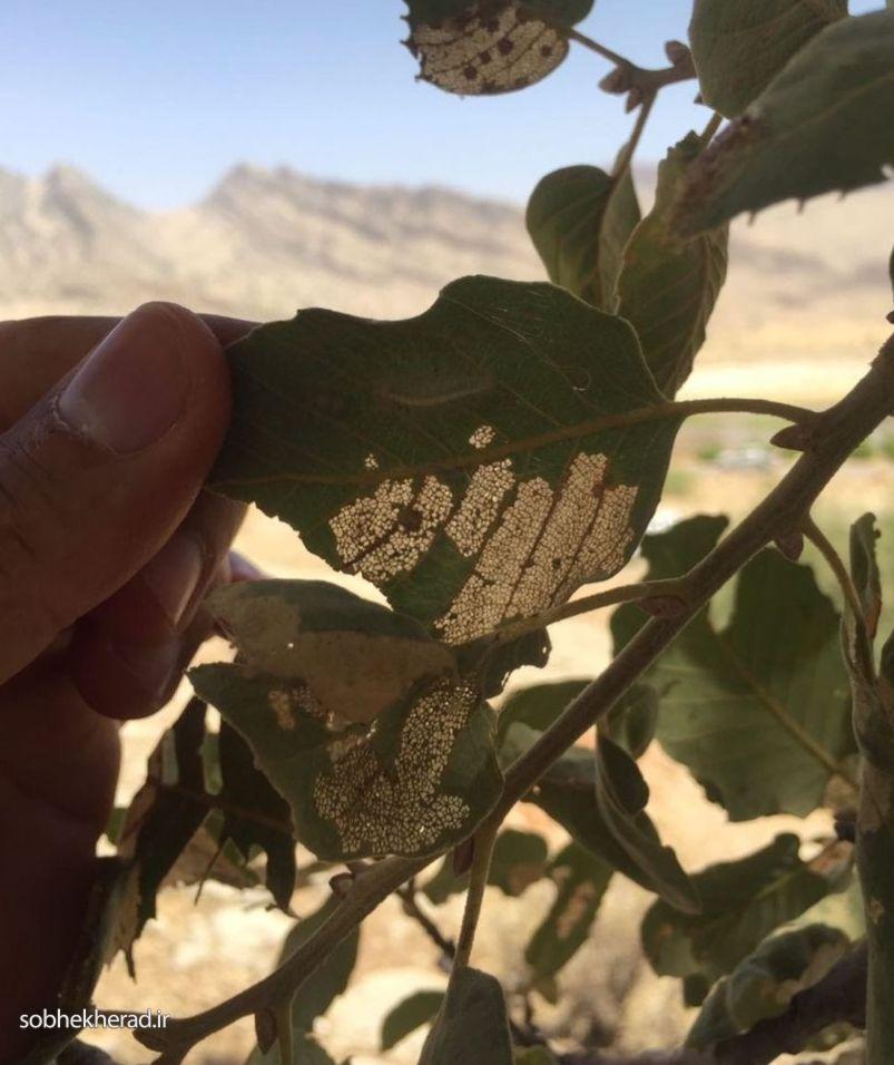 بَخت سیاه زاگرس