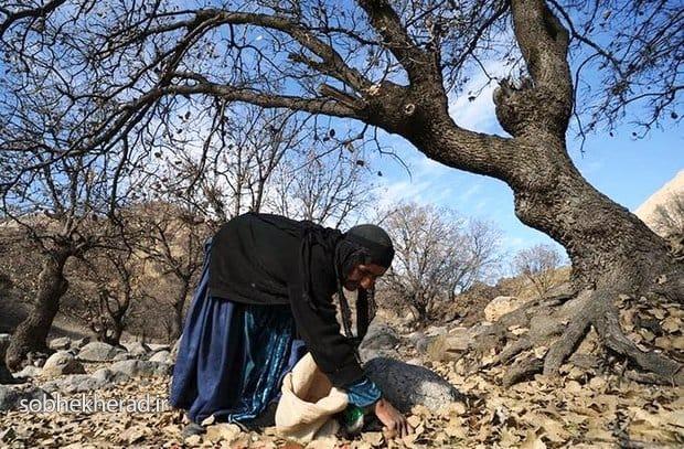 “بلوط”؛ تکیه گاه زاگرس