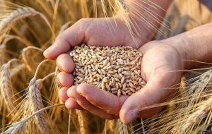 خرید تضمینی «کلزا و گندم» از کشاورزان