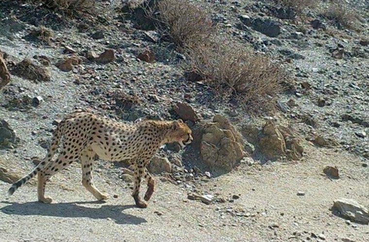 دردناک‌ترین تصویر از حیات وحش ایران/+کلیپ