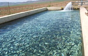 فعال بودن ۲۷۰ مزرعه پرورش ماهی دراستان/رتبه سوم در تولید ماهیان سرد آبی کشور