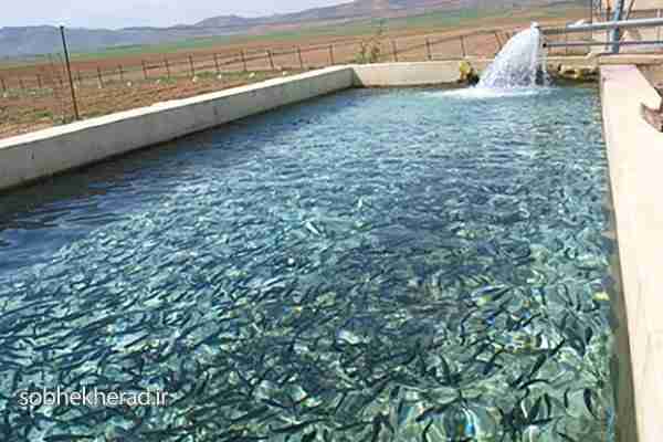 فعال بودن ۲۷۰ مزرعه پرورش ماهی دراستان/رتبه سوم در تولید ماهیان سرد آبی کشور