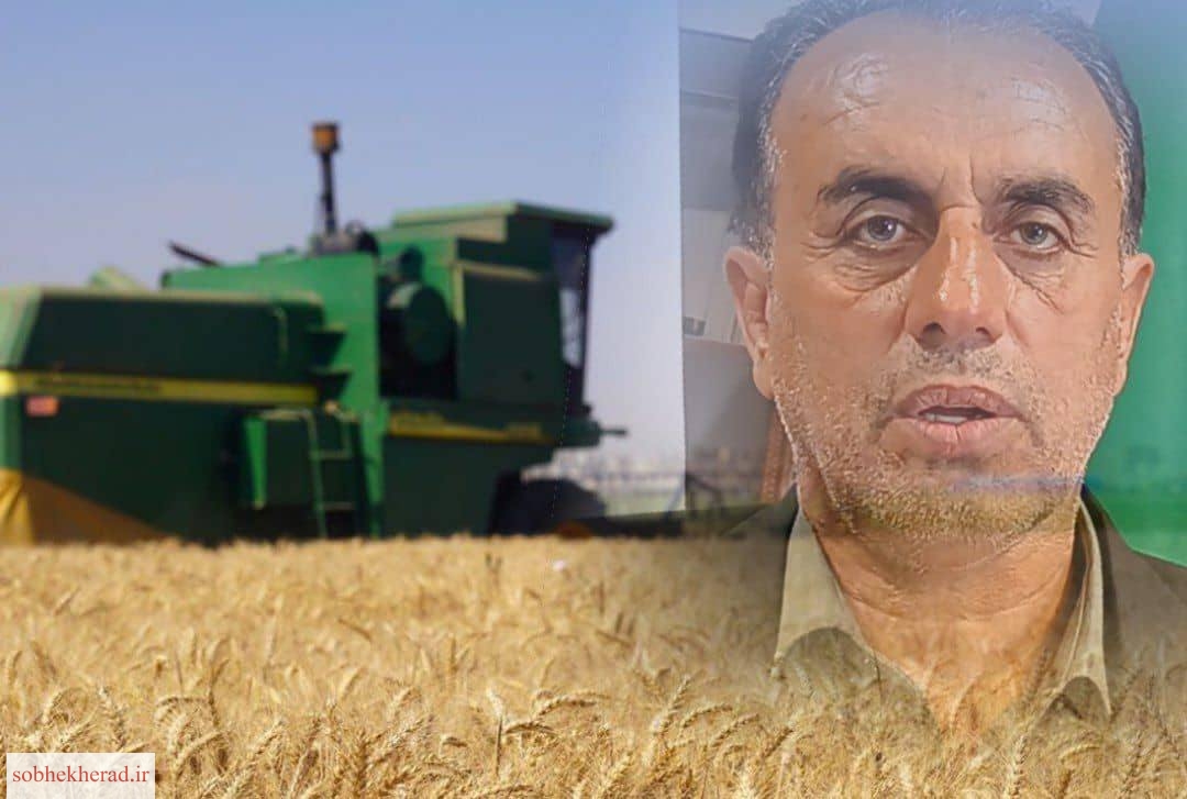 صداقت کیش خبرداد:قیمت تضمینی خرید گندم در کهگیلویه و بویراحمد