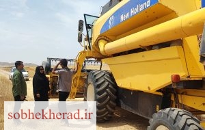 ۶هزار هکتار از زمین های دیم گچساران زیر کشت گندم رفت