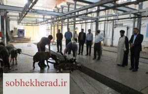 به مناسبت عید قربان و باهدف ترویج فرهنگ انفاق ۱۳ رأس دام قربانی شد به مناسبت عید قربان و باهدف ترویج فرهنگ انفاق ۱۳ رأس دام قربانی شد