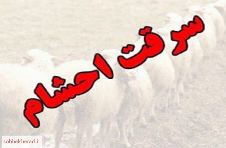 دستگیری سارق احشام در گچساران