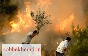 جنگل‌های شِره دشمن زیاری در آتش می‌سوزند