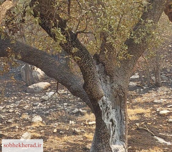 زاگرس در آغوش شعله‌ها: بلوط‌های خاکسترشده، میراث فراموشی