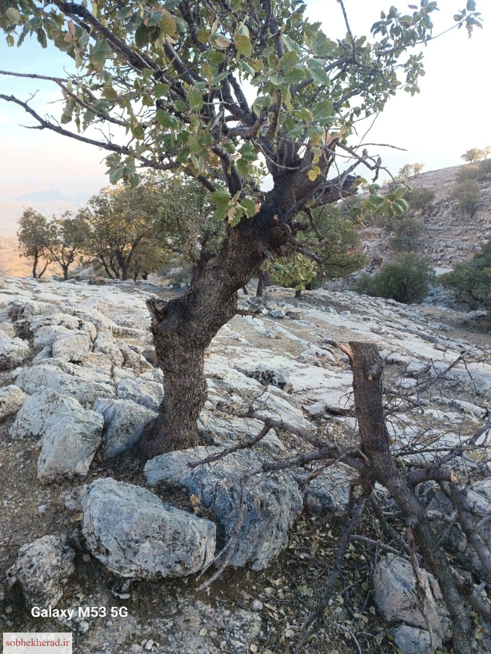 قطع درختان بلوط در ارتفاعات مشرف به روستای مالملا از توابع لنده؛ درخواست ورود فوری مسئولانه+تصاویر